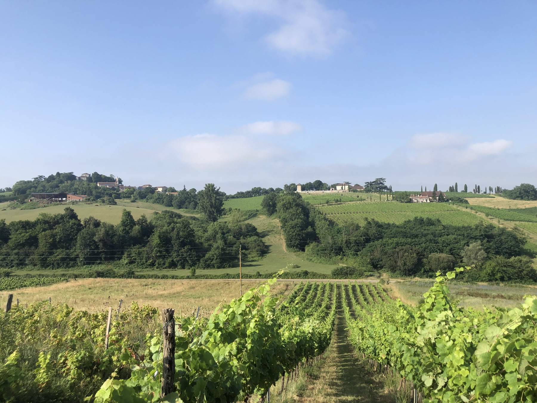 Vineyard rows leading to a hilltop village