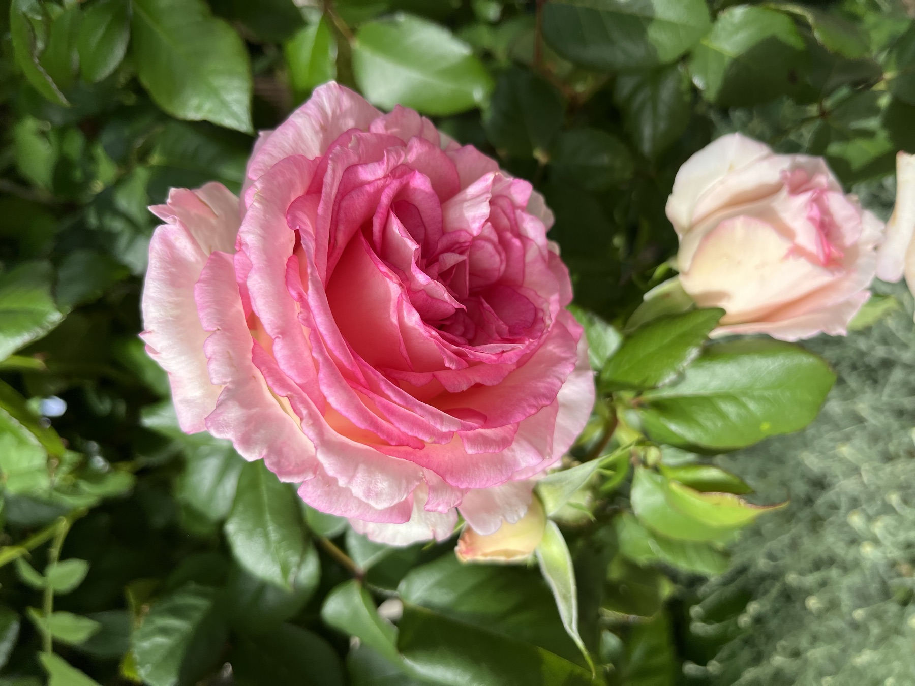 A pink rose in full bloom